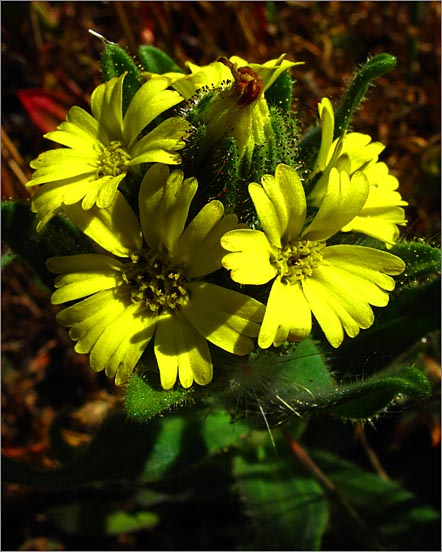 sm 443 Coast Madia.jpg - Coast Madia (Madia sativa): A plant with hairy foliage which smells like tar. Sometimes called Tarweed.